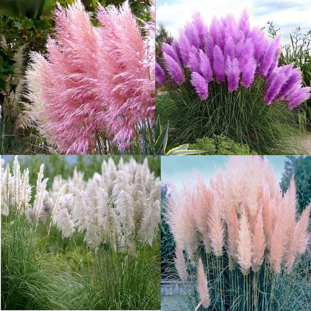 Pretty Flowers Seed Rare Purple Pampas Grass Garden Plant Flowers 