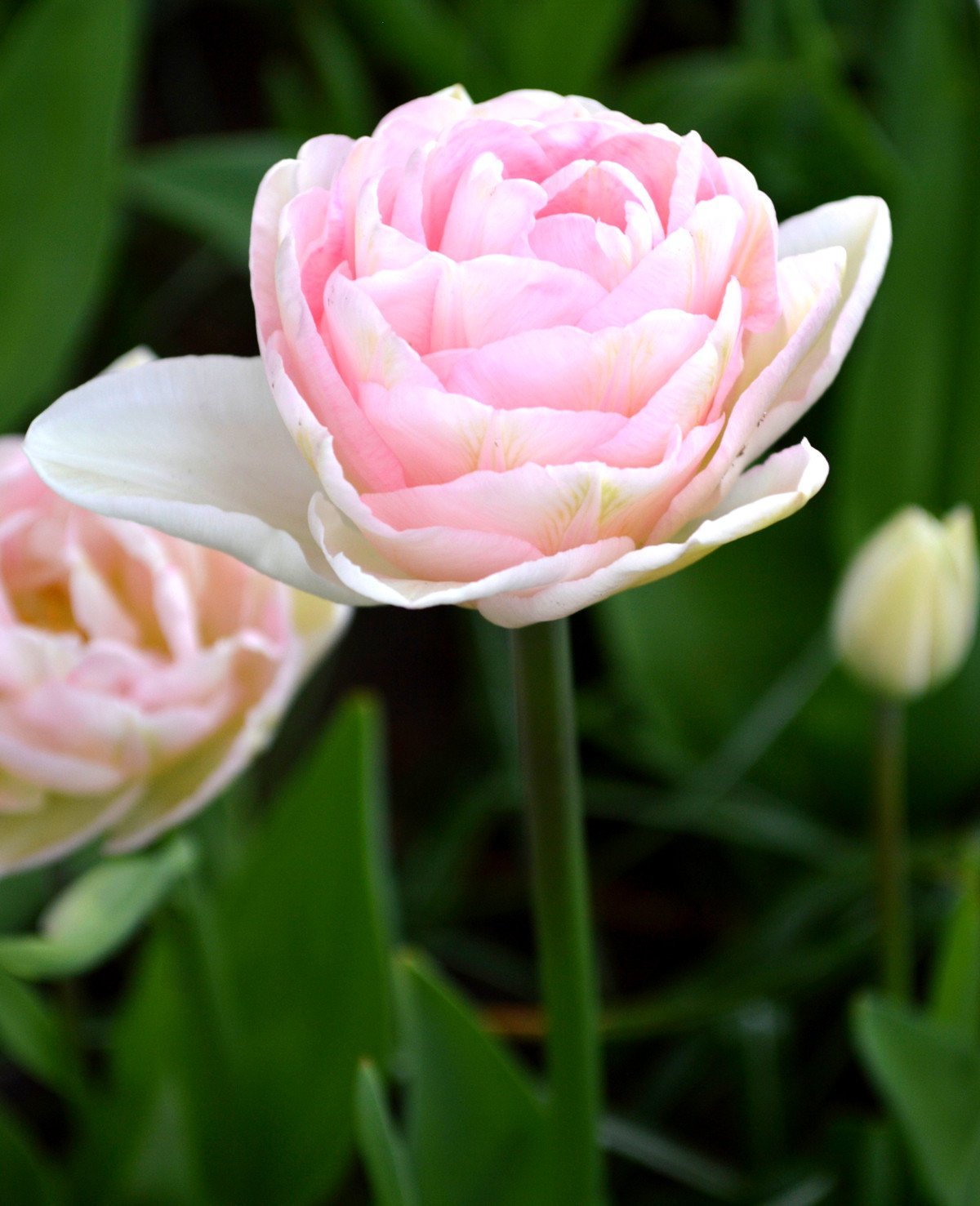 Тюльпан Анжелика Tulipa Angelique