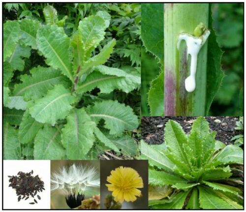 True Wild/Opium Lettuce Seeds - Lactuca virosa