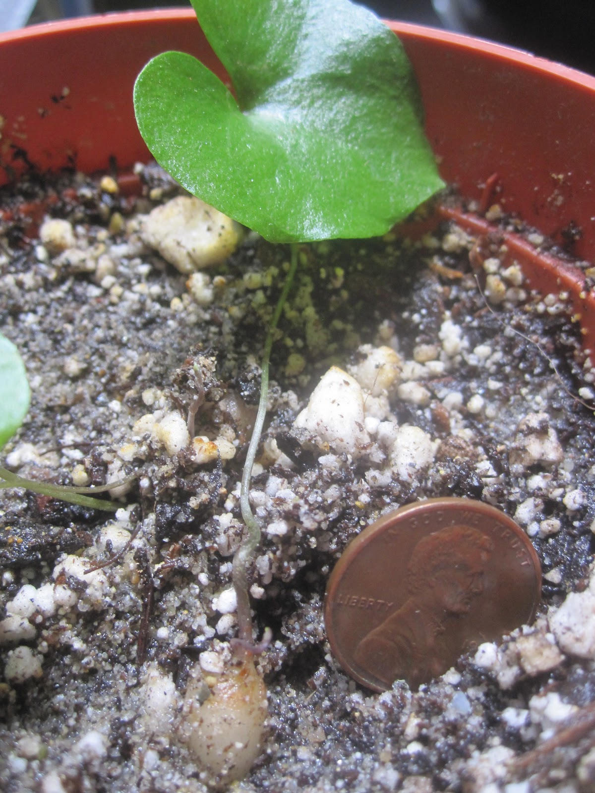 5 Wild Yam Seeds,Dioscorea villosa Perennial, Zones 36. fast