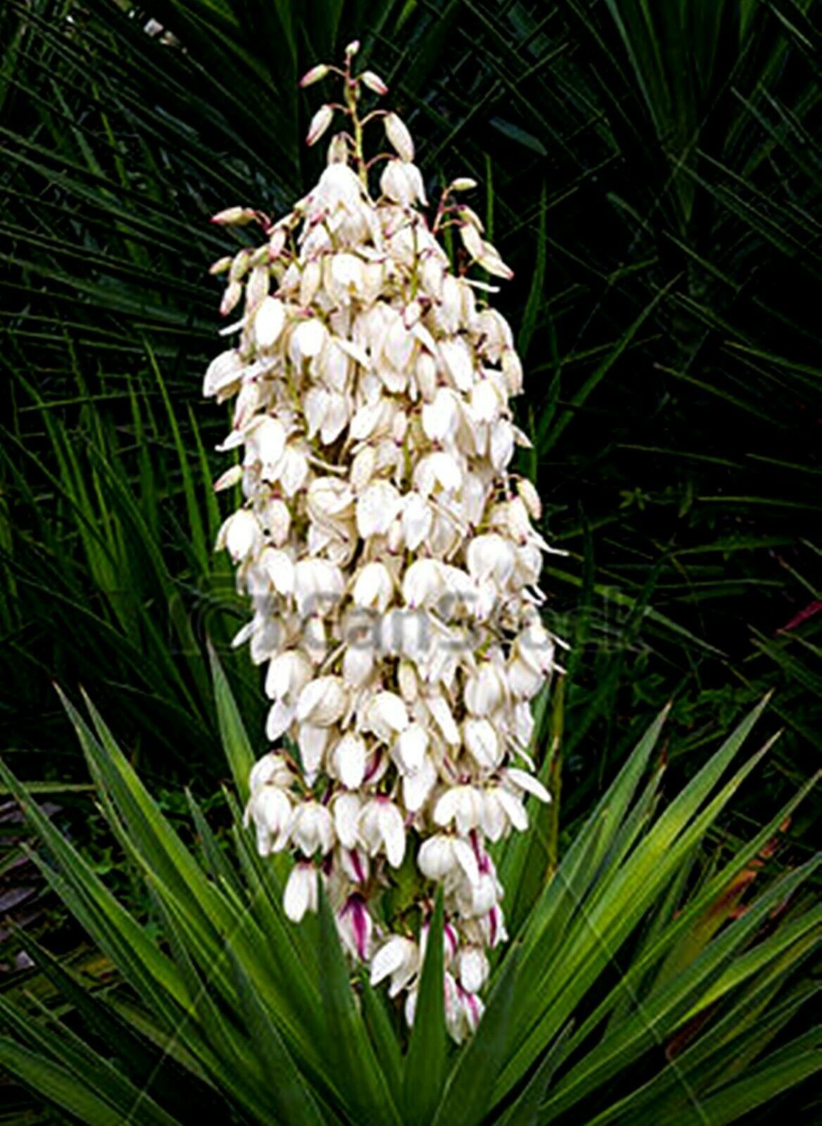 Yucca elephantipes (Spineless Yucca) 1 Plant - Plants & Seedlings