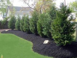 25 Leyland Cypress trees 2.5" inch pot image 3