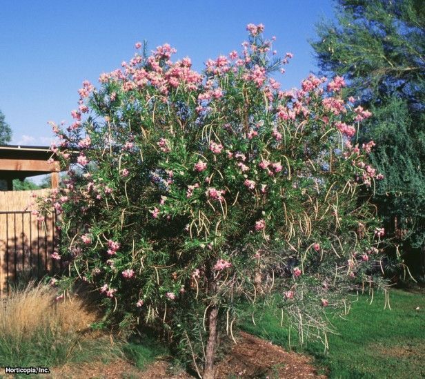 SENT FROM US 30 Desert Willow seeds （Chilopsis linearis）Ornamental Tree