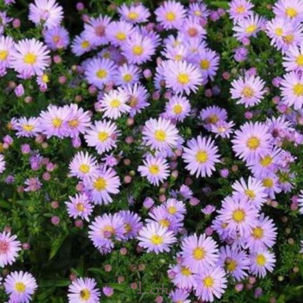 50 Pcs New York Aster Flower Seed, Home Garden easy to