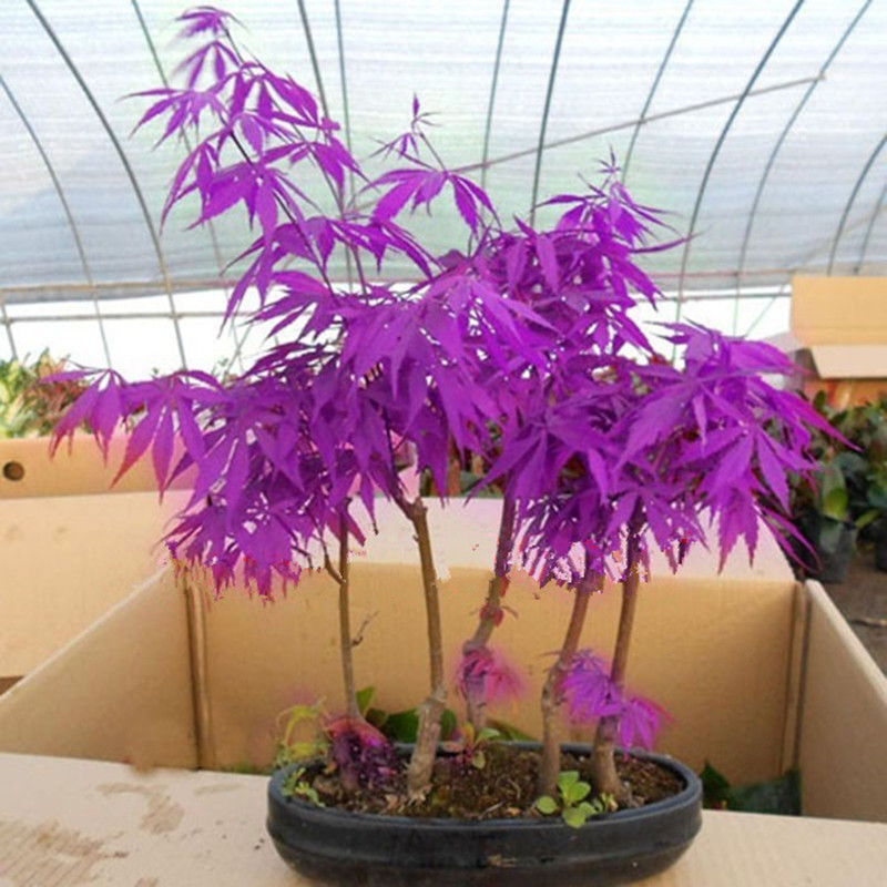 Blue Maple Seeds Maple Seeds Bonsai Tree Plants Potted Garden Japanese
