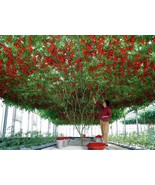 20 Italian Tree Tomato Seeds - $8.99