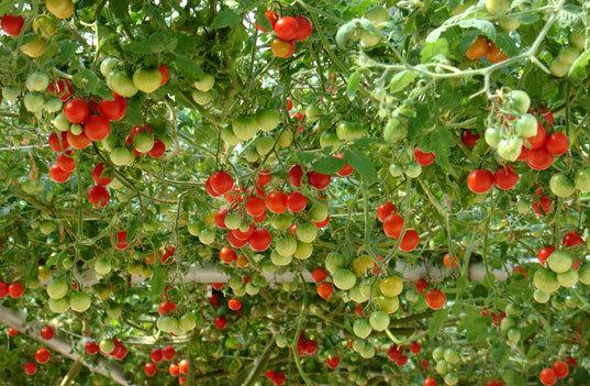 20 Italian Tree Tomato Seeds - Seeds & Bulbs