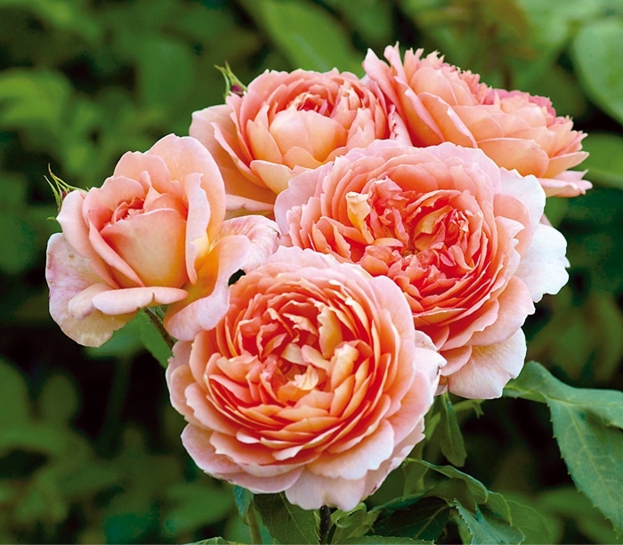Rare 'Carding Mill' Orange Rose Shrub with Fragrant Flower Seeds 50
