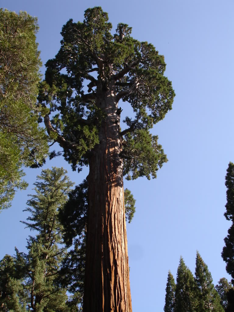 20 Giant Sequoia Tree Seeds - Rare, Fast-Growing Variety, Complete With Instructions For Germination & Planting