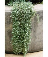 10 Seeds Dichondra Repens Silver Falls - $14.49