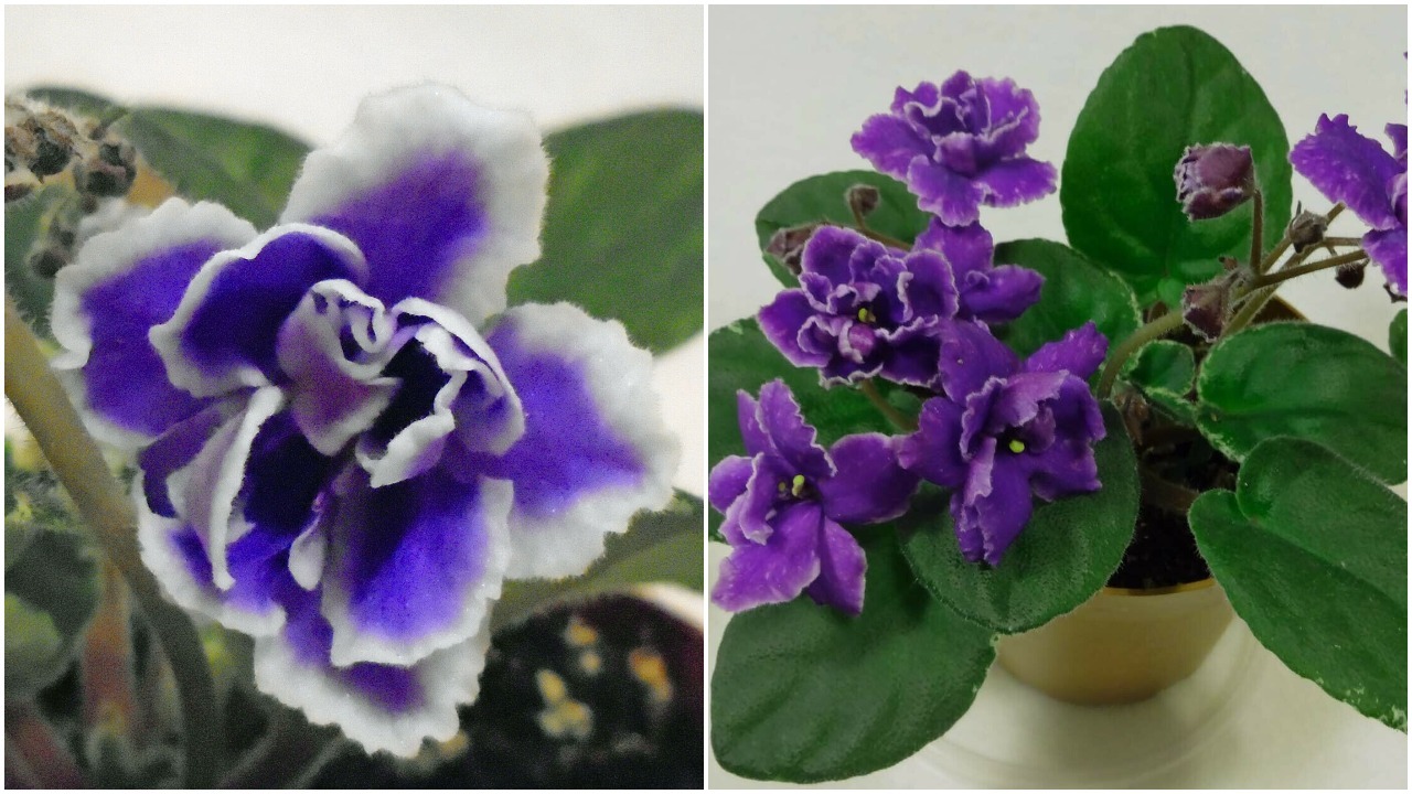 African violet Buckeye Party Streamers live plant in pot Other Plants