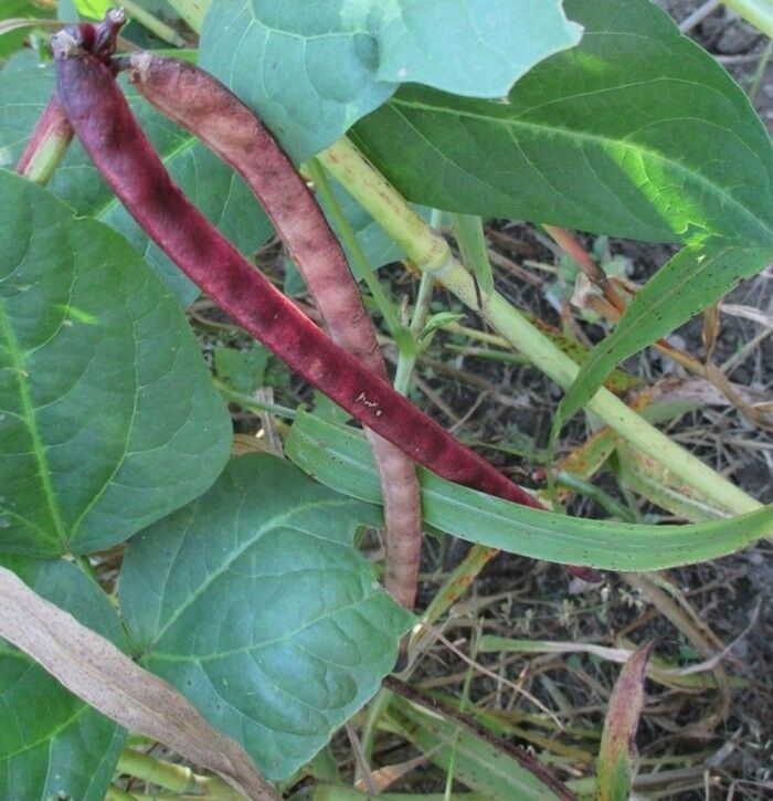 Chinese Red Pea Seed - Southern Peas Field Cowpea & Forage Seeds (1 ...