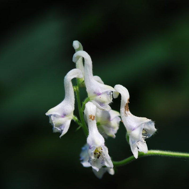 30 White Swan Flowers Seeds Hydrangea Chinese Characteristics Rare