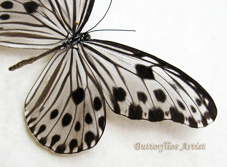 Rice Paper Ideopsis Gaura Real Butterfly Framed Entomology Collectible ...