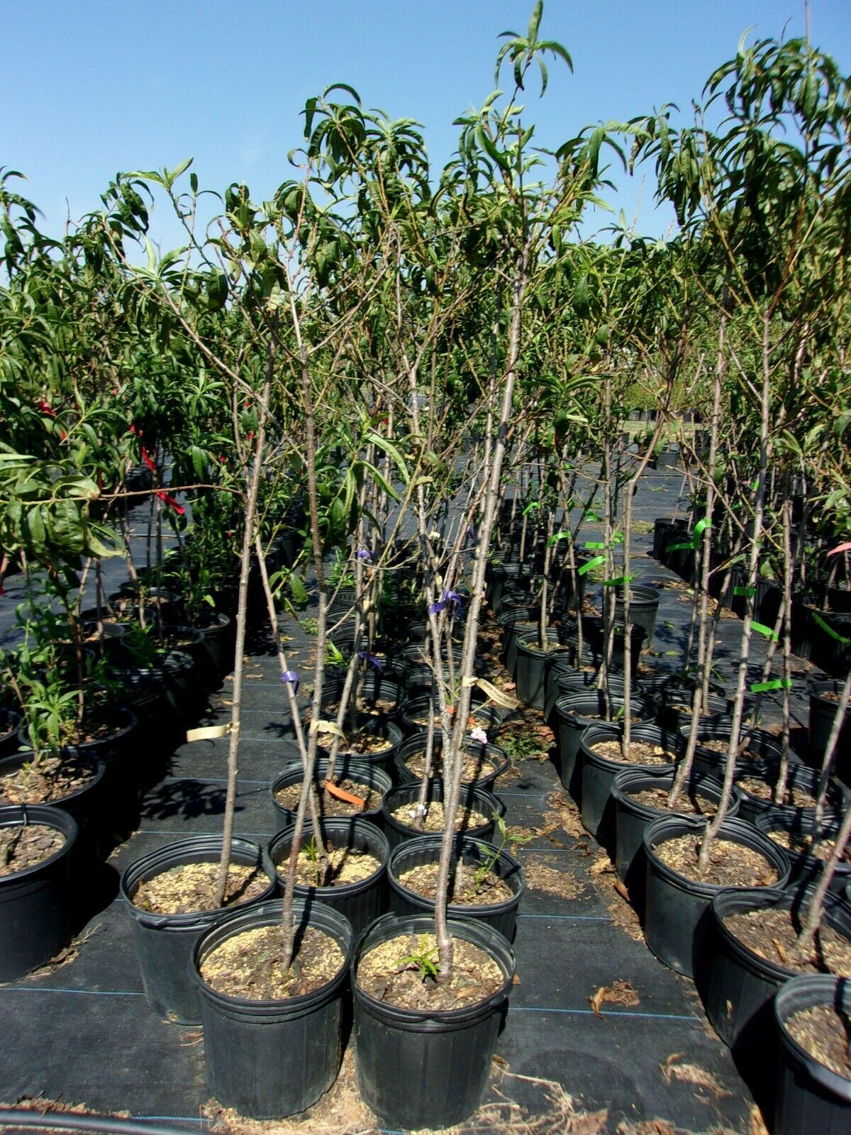 SCARLET PRINCE PEACH 4-6 FT TREE PLANT SWEET JUICY PEACHES FRUIT TREES ...