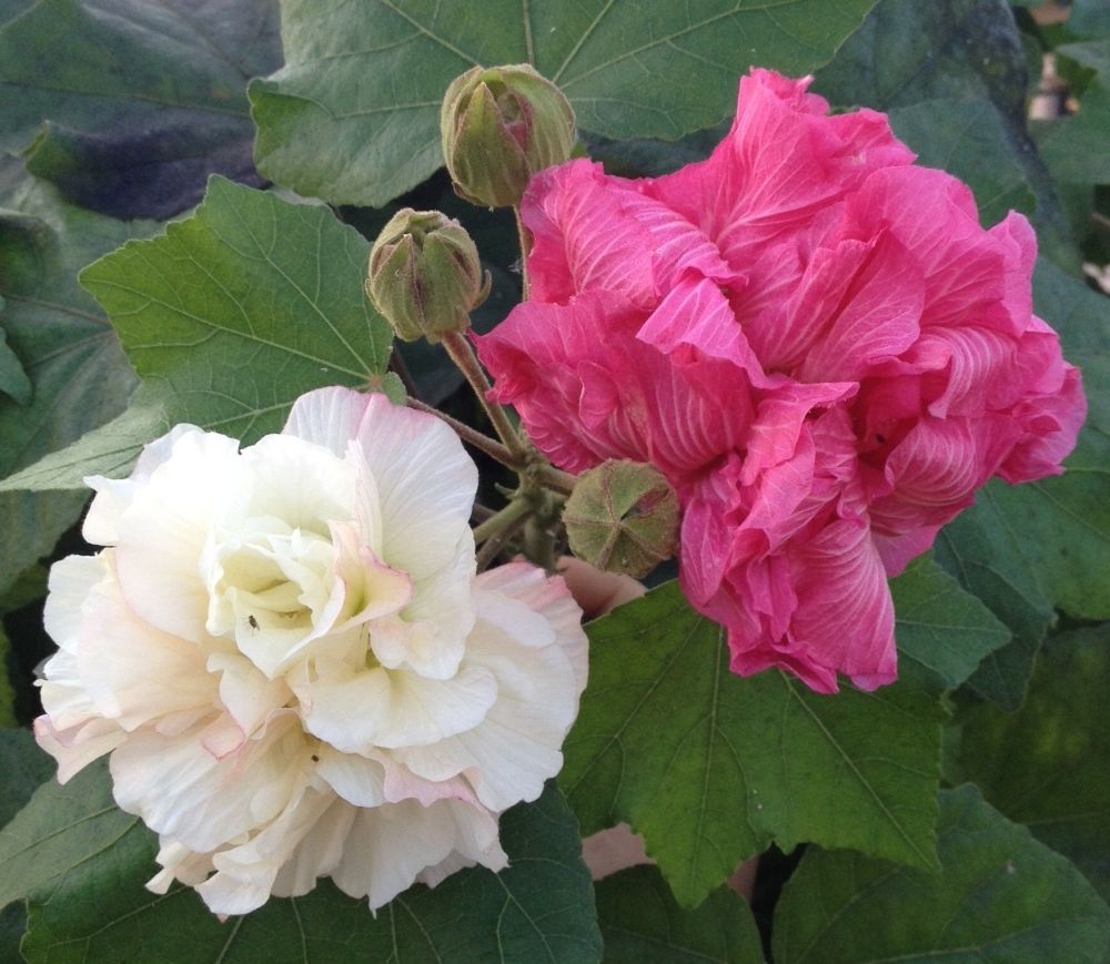 Confederate Rose Hibiscus (Double) Cotton Rose Perennial Flower Garden ...