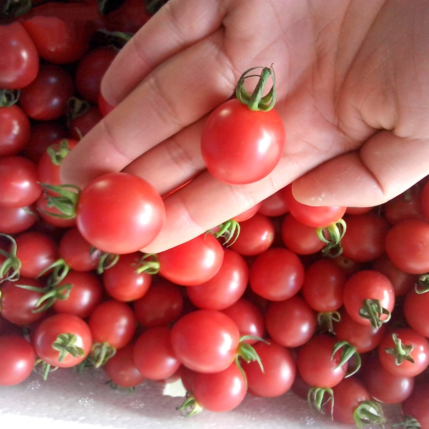 30 Seeds/Bag Tomato Seed Cherry Tomatoes Fruit Seed Bonsai Plant for ...