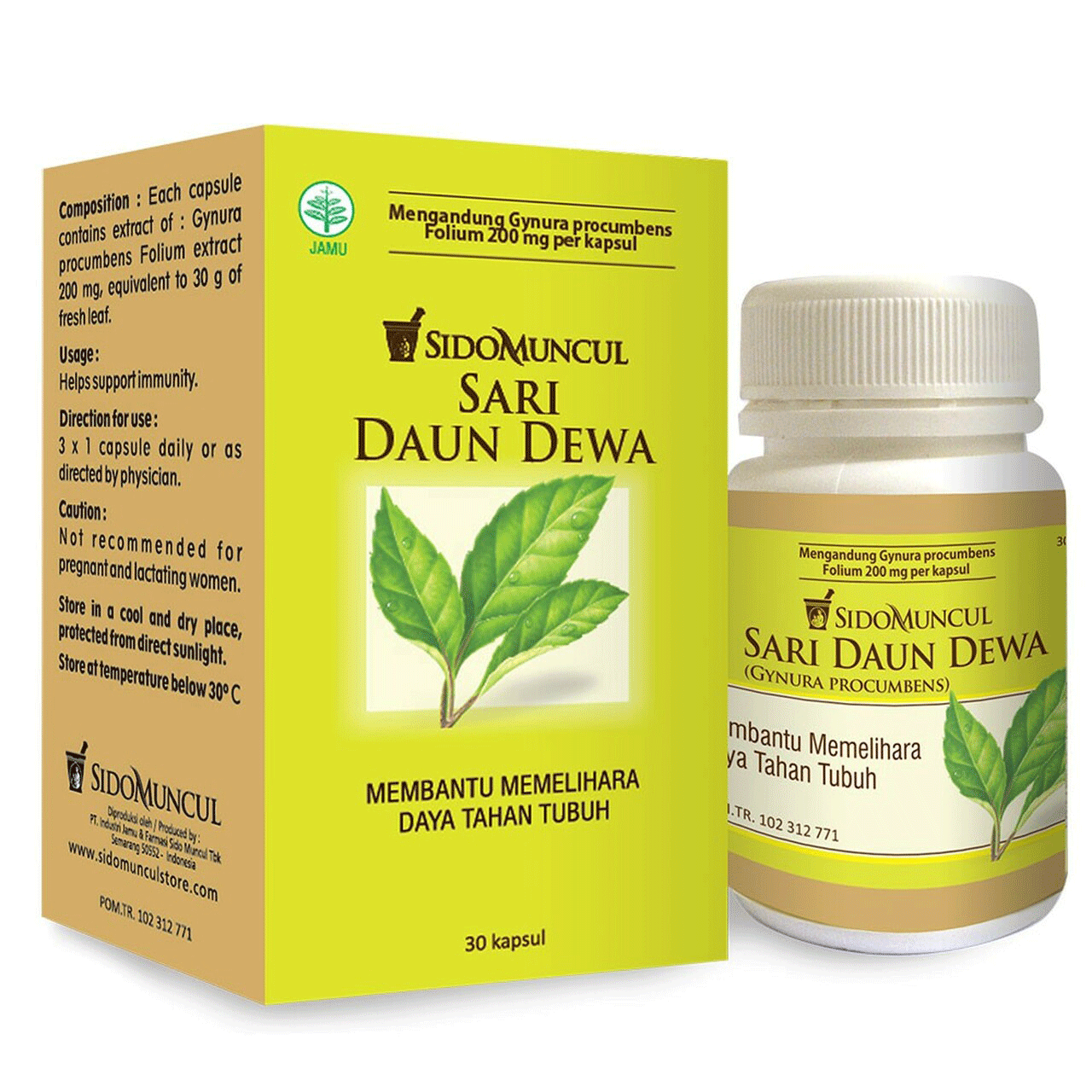 Sido Muncul Daun Dewa Gynura Procumbens Samsit Extract Improve Body