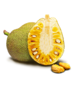 5 seed Organic Fresh Jackfruit Tropics - $19.48