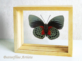 Peruvian Butterfly Agrias Hewitsonius Beata RARE Entomology Double Glass... - $128.99