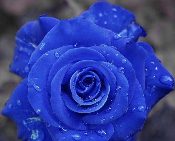 Wild Blue Rose Plant Seed, Strong Fragrant Flowers, Decorative Garden ...