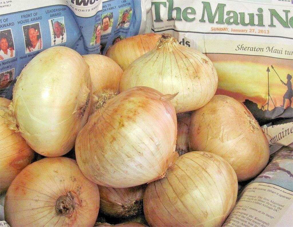 SHIPPED FROM US 800+MAUI SWEET ONION Organic NonGMO Short Day Seeds