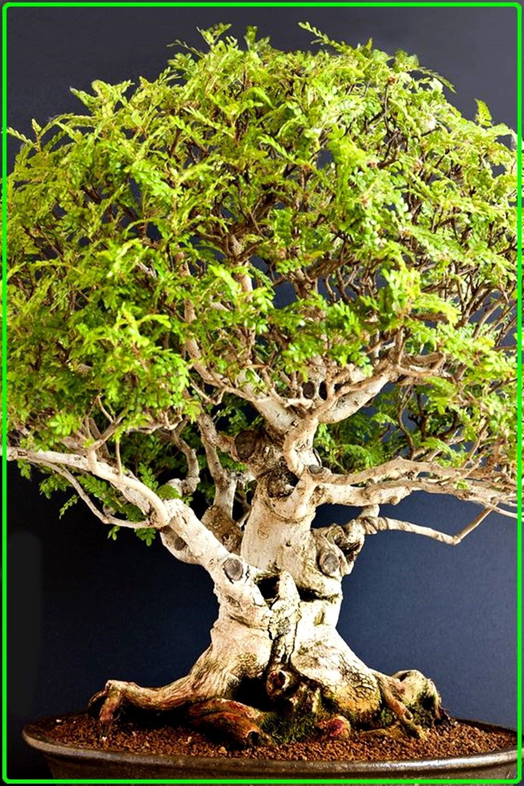 Zanthoxylum beecheyanum Pre Bonsai 2 year old plant Bonsai