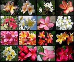 12 Hawaiian Frangapani Plumeria tip cuttings Rare Exotic Fragrant - $67.95
