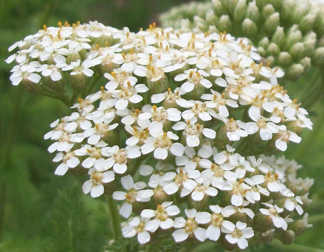 Yarrow Achillea millefolium 20 seed heads Seeds & Bulbs