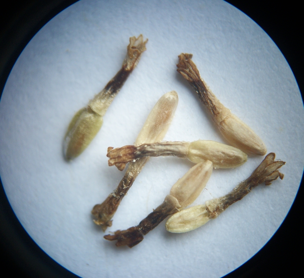 Yarrow Achillea millefolium 20 seed heads Seeds & Bulbs