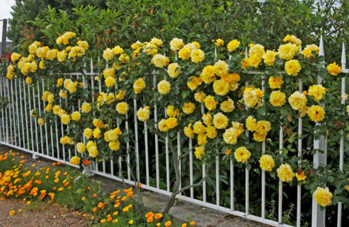 20 Yellow Climbing Roses Flower Seeds
