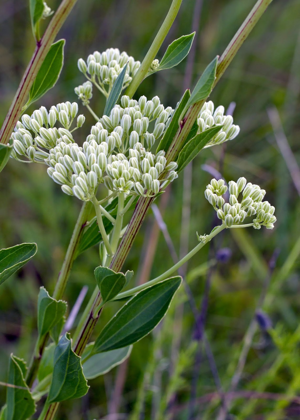 Indian Prairie Plantain Arnoglossum plantagineum 50 seeds Seeds