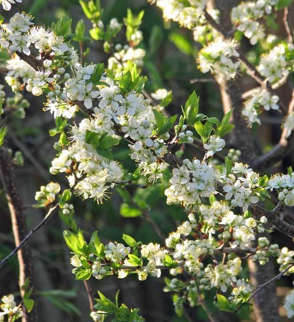 5 Beach Plum Tree Seeds - Prunus maritima - Edible Fruit - Fruit Seeds