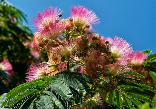 Albizia julibrissin COLD HARDY MIMOSA TREE Seeds #GRG03 - Seeds & Bulbs