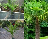 Windmill Palm Tree - 18-30" Tall Live Plant - Gallon Pot - Trachycarpus fortunei - £100.81 GBP