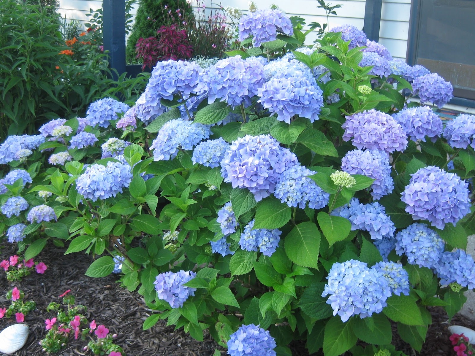  Hydrangea Live Plant fit 1 Gallon Pot aka Hydrangea macrophylla 39;Nikko