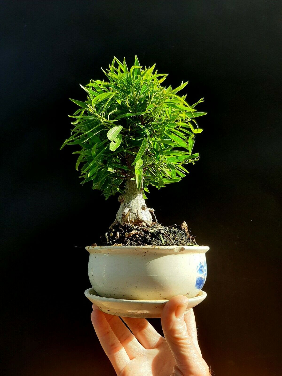 miniature ficus bonsai