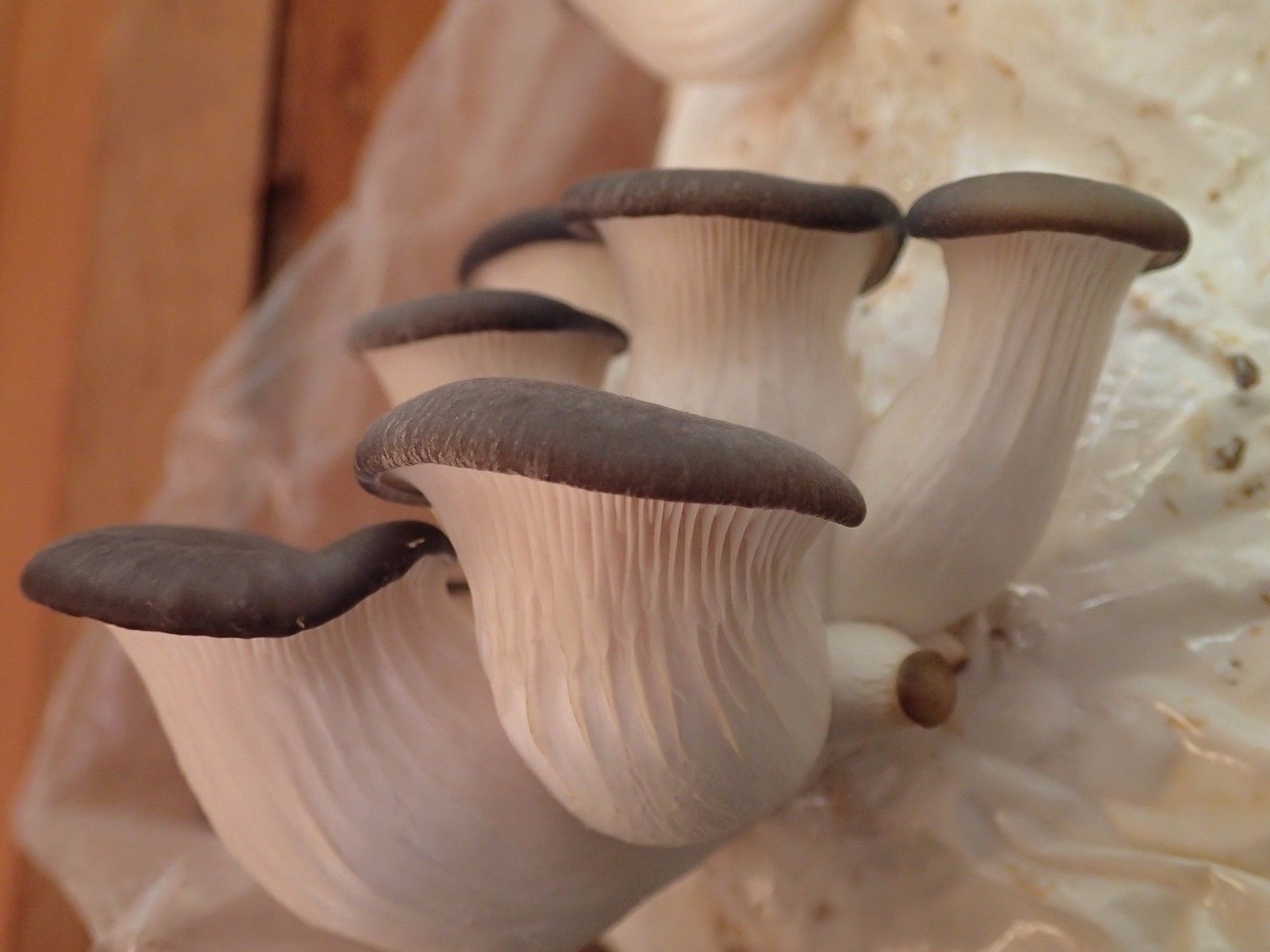 10 g BLUE OYSTER Mushroom Spawn Pleurotus columbinus Mycelium Seeds