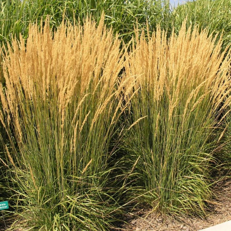 5 Karl Foerster Ornamental Grasses Perennial Plants - Calamagrostis ...