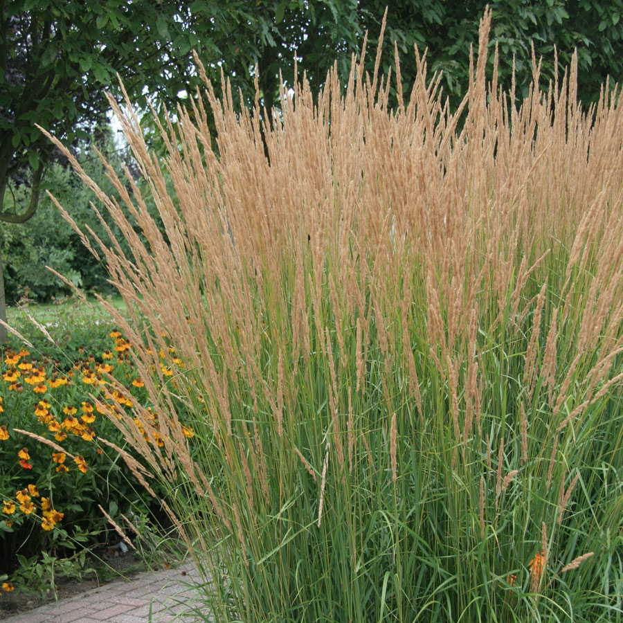 5 Karl Foerster Ornamental Grasses Perennial Plants Calamagrostis Xacutiflora Ornamental Grasses