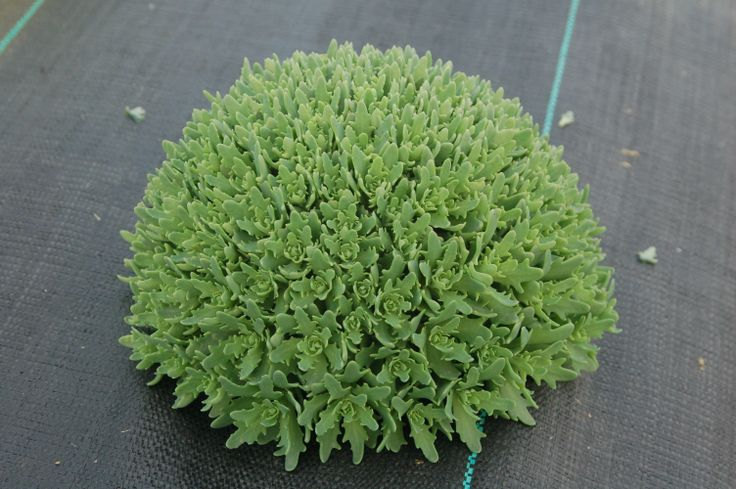 10 Sedum Thundercloud - Ten Live Fully Rooted Perennial Plants by Hope