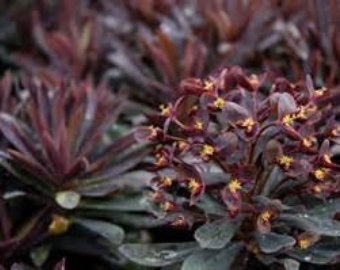 5 Evergreen Spurge - Euphorbia Red Velvet - Five Perennial Indoor ...