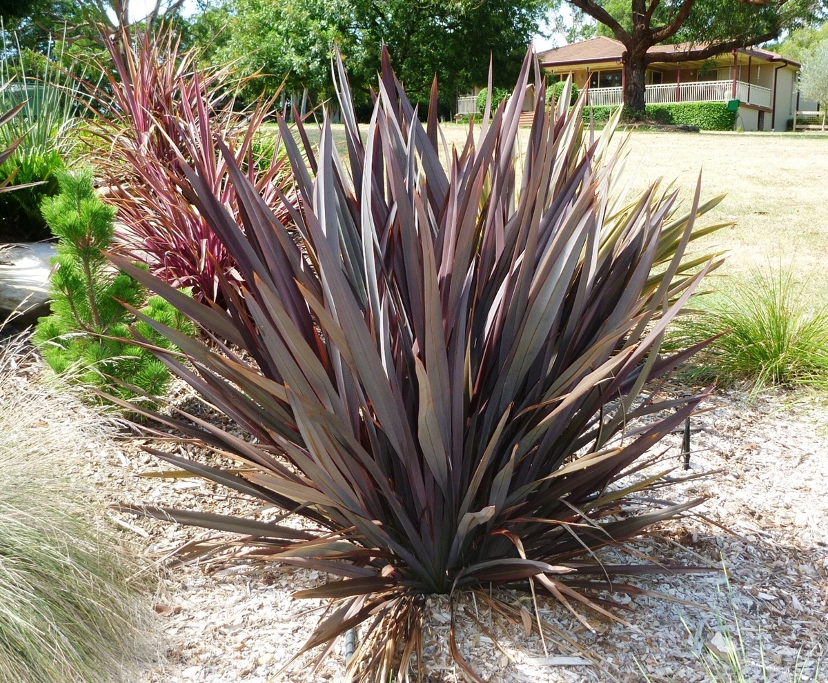 New Zealand Flax Live Plant fit 5 Gallon Pot aka Phormium tenax 'Bronze Baby' w Home & Garden