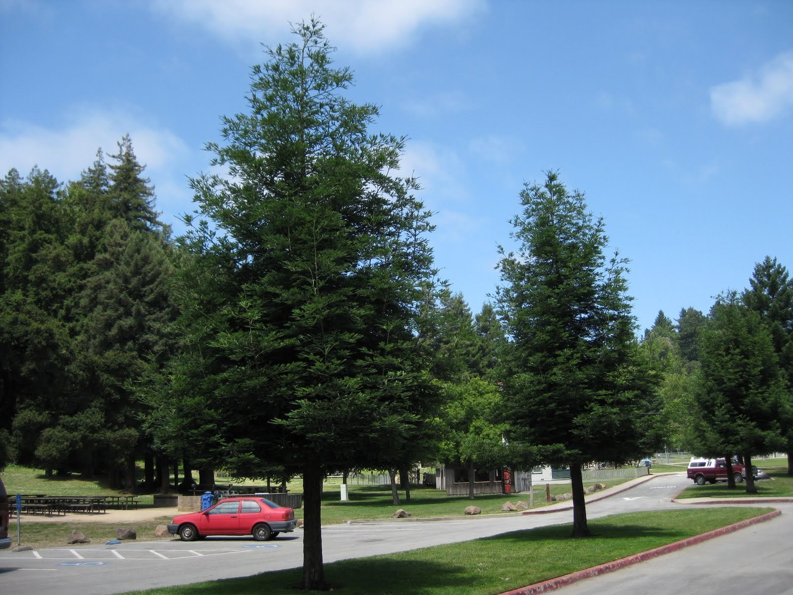Redwood, Coast Redwood Live Plant fit 5 Gallon Pot aka Sequoia semp