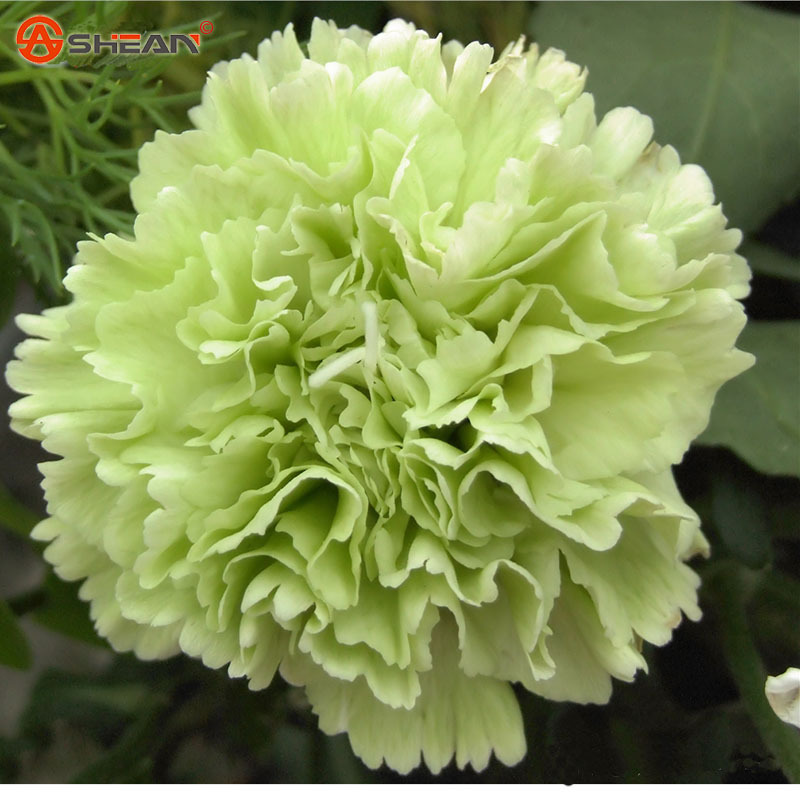 Mixed Color Carnation Flower Seed Beautiful Lovely Flowers Seed 200