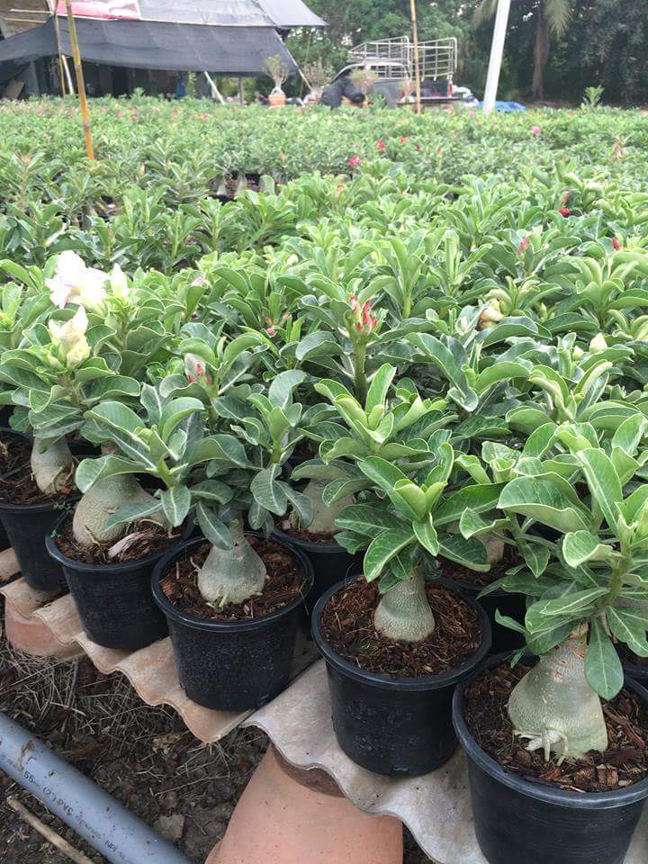 3*Adenium Obesum grafted Rosy Adenium in pot 6