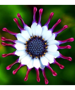 100 Purple Daisy Flower Seeds - African Daisy Seeds - Osteospermum - $13.98