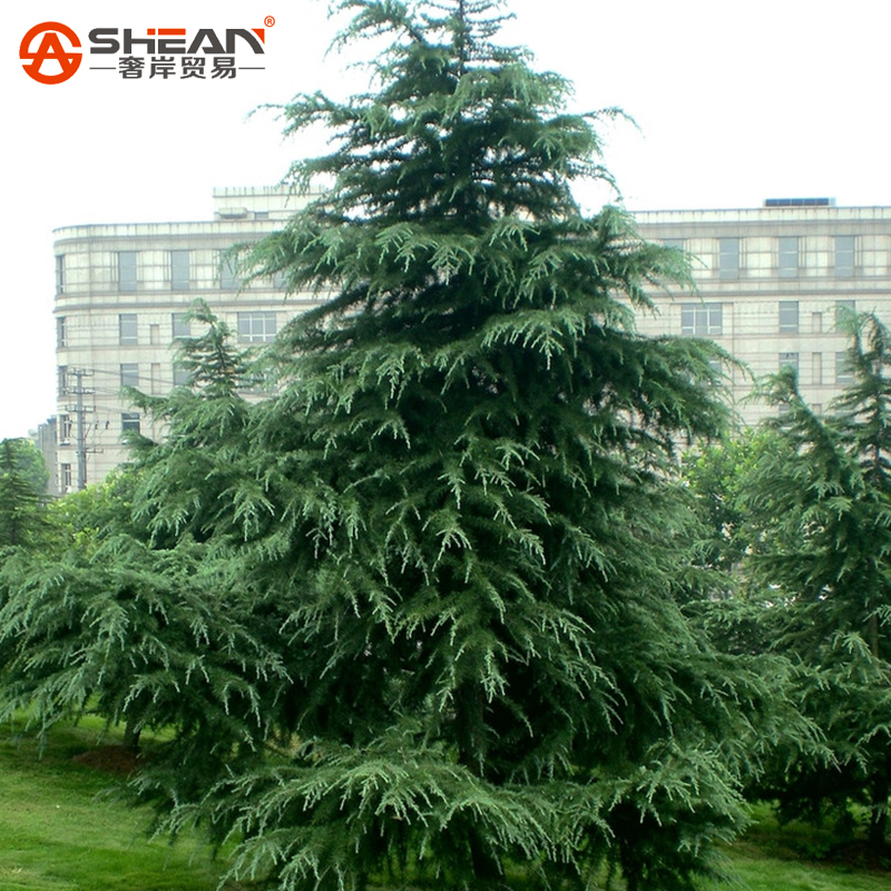 Cedar Evergreen Forest Woody Perennial Cedar Pine Tree Seeds 10 Seeds