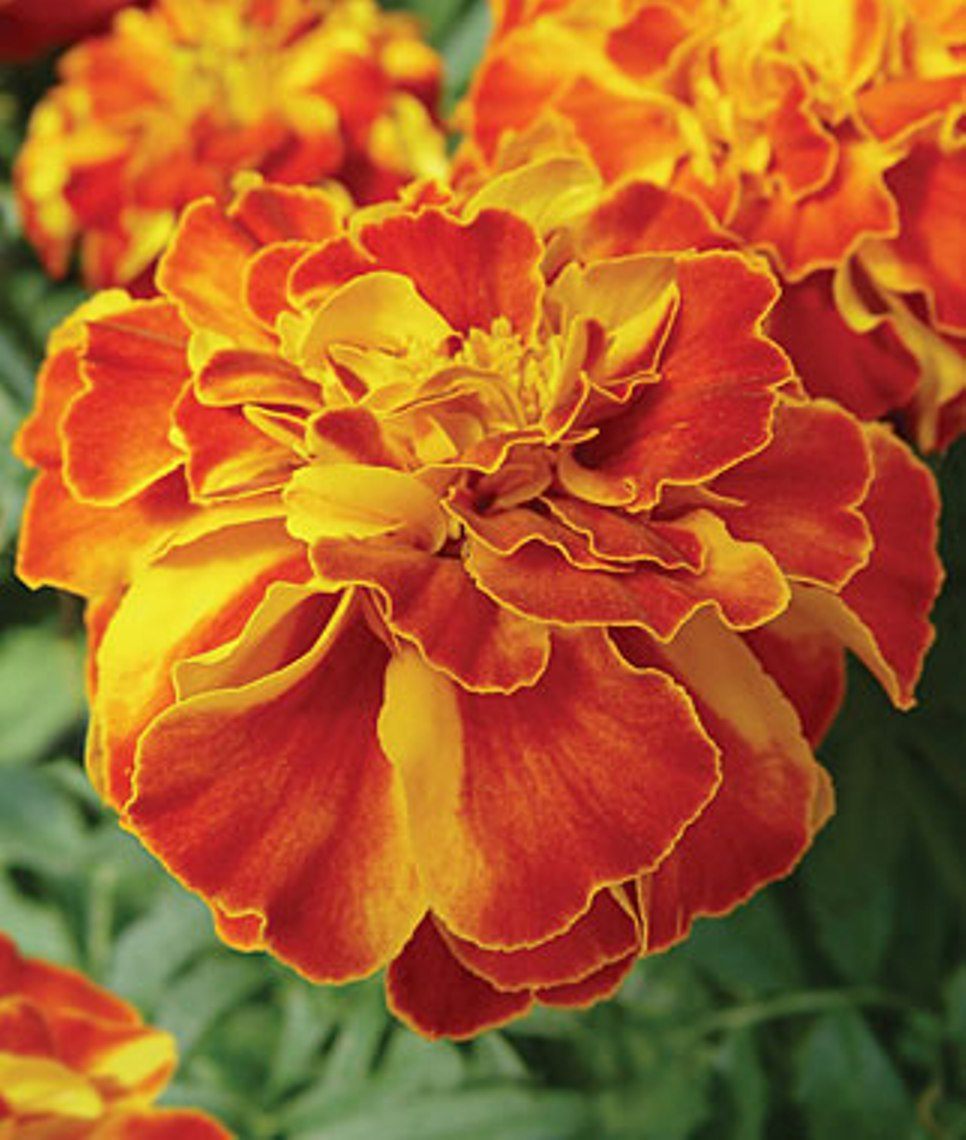 200Heirloom Fireball Marigold Seeds French Marigold (Double)organic ...