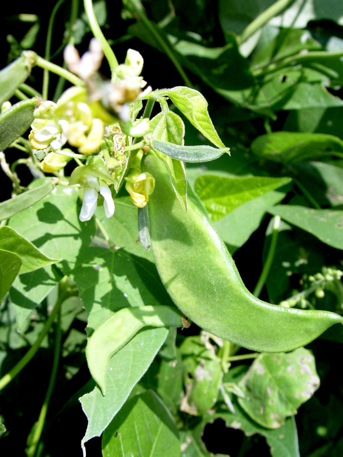 20 Lima bean, butter beans, Sieva vegetable seeds> 20 seeds